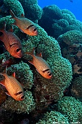 Myripristis kuntee-Maldives Mahibadoo Rock-13m-20240424-da-DSC_6612_tn